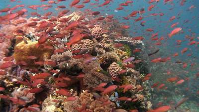 41-coral-reefs.jpg