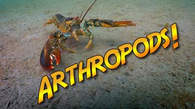 arthropods-640.jpg