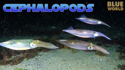 cephalopods-640.jpg