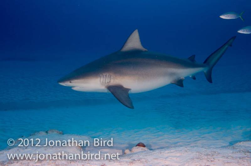 A large female Bull shark coming in for a snack! &copy; Jonathan Bird’s Blue World TV