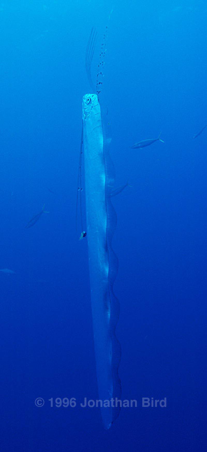 A live Oarfish photographed on an expedition to the Bahamas. Photo by Jonathan Bird &copy; Jonathan Bird’s Blue World TV