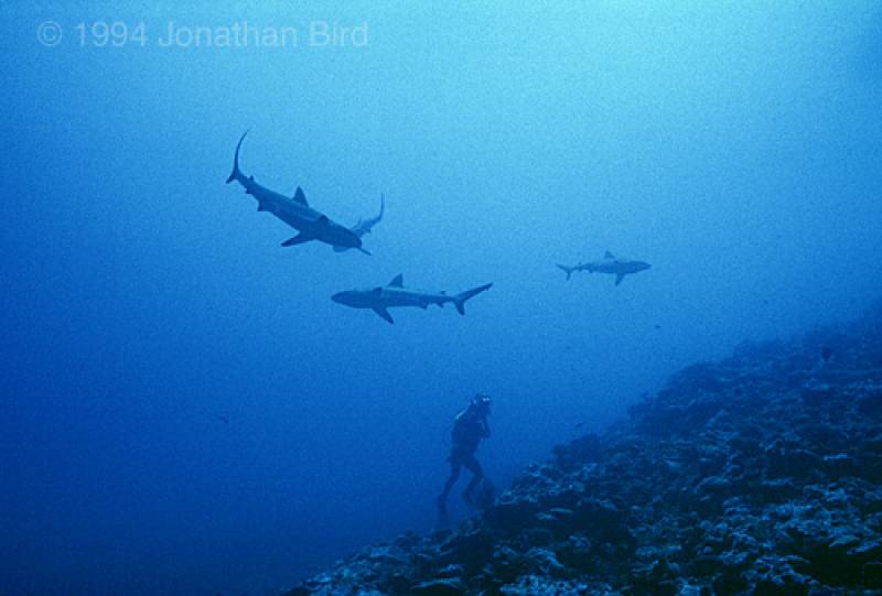 Tom surrounded by Gray Reef Sharks at Kwajalein Atoll. Photo by Jonathan Bird &copy; Jonathan Bird’s Blue World TV