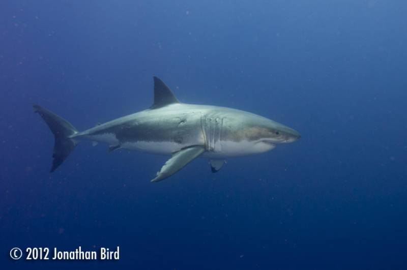 A Great White shark in the waters around Guadalupe, Mexico. &copy; Jonathan Bird’s Blue World TV
