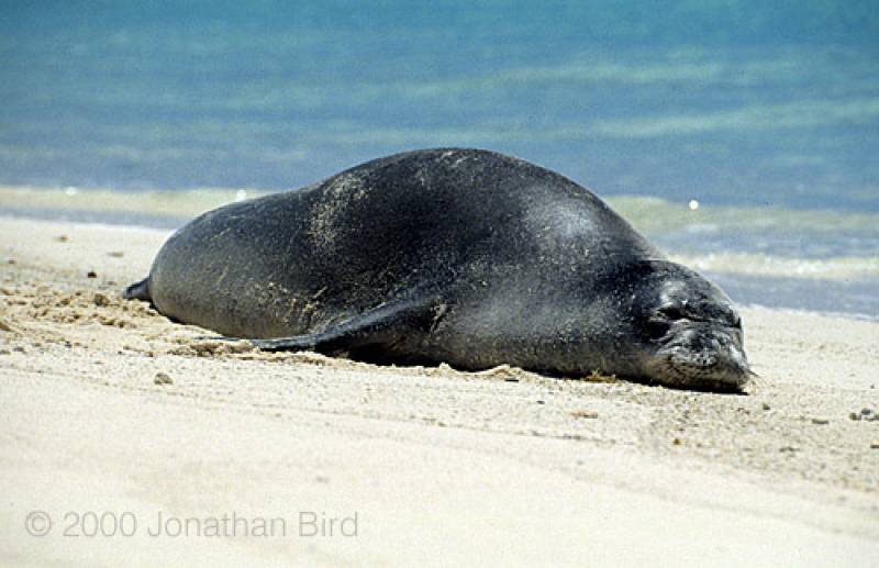 Hawaiian Monk Seal--closest living relative to the Caribbean Monk Seal Photo by Jonathan Bird &copy; Jonathan Bird’s Blue World TV