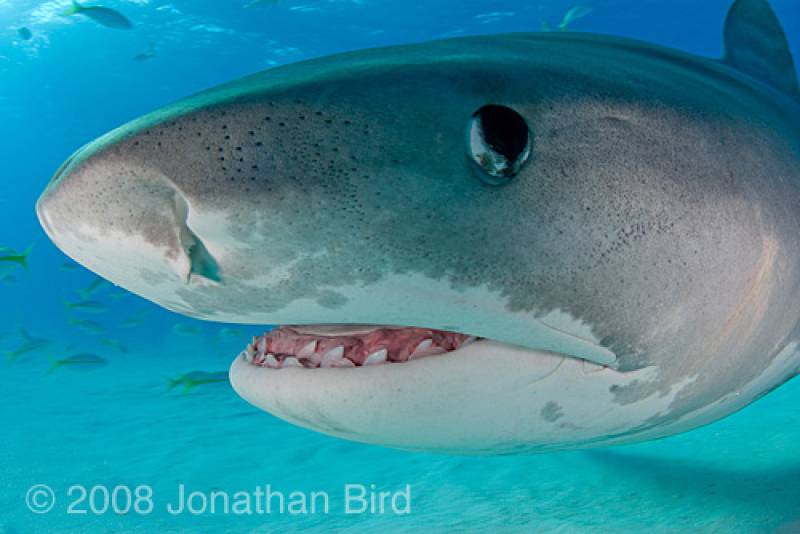 Primitive? I don't think so! Photo by Jonathan Bird &copy; Jonathan Bird’s Blue World TV