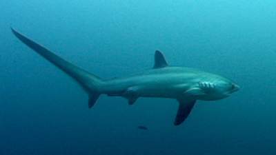 06-thresher-sharks.jpg