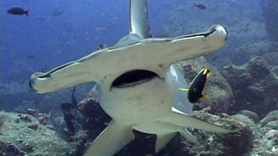 11-hammerhead-shark.jpg