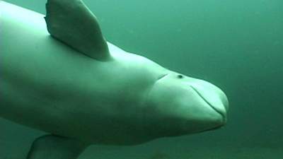12-wilma-beluga-whale.jpg