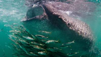 18-whale-sharks-holbox.jpg