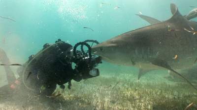 22-tiger-sharks-bahamas.jpg