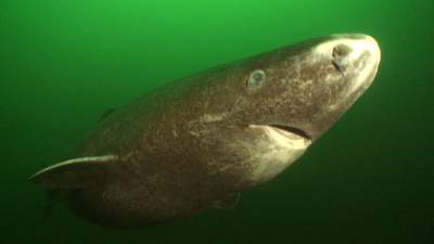 28-greenland-sharks.jpg