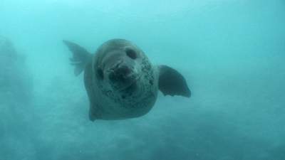 35-antarctica-leopard-seal.jpg