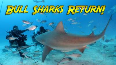 Bull Sharks