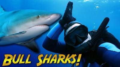 Bull-shark-thumb-640.jpg