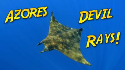 Devil Ray Formigas