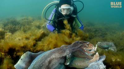 Giant-Australian-cuttlefish-640.jpg