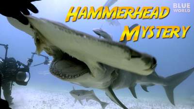 Hammerhead-tilt-640.jpg