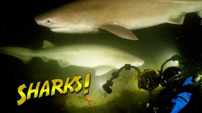 Sixgill Sharks Thumbnail
