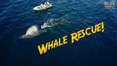 Whale-rescue-640.jpg