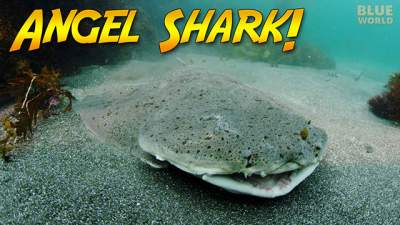angel-shark-640.jpg