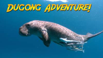 dugongs-640.jpg