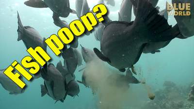 fish-poop-640.jpg