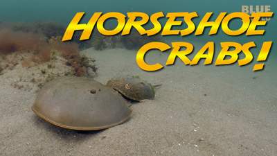 horseshoe-crabs-640.jpg