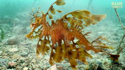 leafy-seadragon-640.jpg