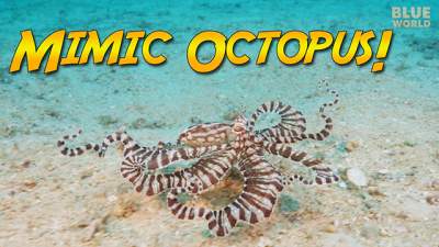mimic-octopus-640.jpg