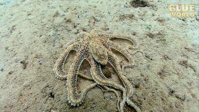 muck-octopus2.jpg