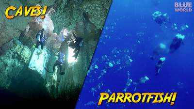 parrotfish-spawn-640.jpg