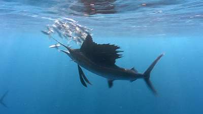 sailfish1.jpg