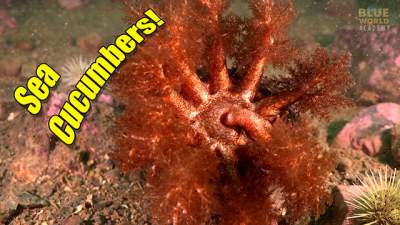 sea-cucumbers-640.jpg