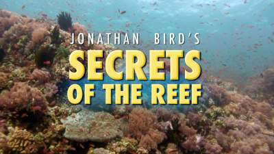 secrets-of-the-reef-thumb-640.jpg